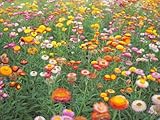 3000 Samen Garten Strohblume Helichrysum Balkon Beet Blumen Pflanzen Blüten