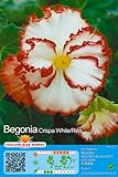 Begonienzwiebeln : Begonia - Begonie ' Picotee Crispa White/Red ' 1 Blumenzwiebel/Knolle