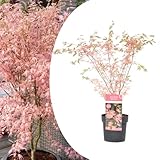 Plant in a Box - Japanischer Ahorn 'Taylor' - Acer Palmatum - winterhart - 'Limited...