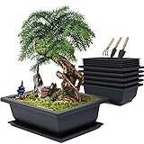 MissFox Bonsai Schale mit Untersetzer, Bonsai-Trainingstöpfe aus Kunststoff,...