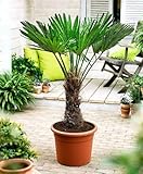 Trachycarpus Wagnerianus Hanfpalme bis 100 cm Höhe Frosthart bis -19 Grad