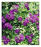 BALDUR Garten Rambler-Rosen 'Bleu Magenta', 1 Pflanze, Kletterrose winterhart...