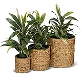 DECORAS 3er Set Pflanzkübel Blumenkübel RENDONDO Wasserhyazinthe, Maße: 44x44x44 cm,...