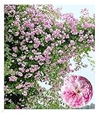 BALDUR Garten Rambler-Rosen 'Paul's Himalayan Musk Rambler', 1 Pflanze,...