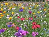 Blumenwiese mit 65 Wildkräuterarten, fünfjährige Bienenweide, insektenfreundliche...