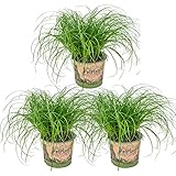 3x Cyperus 'Zumula' - Katzengras - Zimmerpflanze - Haustierfreundlich – ⌀12 cm - 20-25...