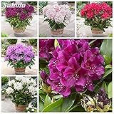 Seeds Fresh 100 pcs Japanese Azalea Rhododendron Flower Seeds for Planting Pink