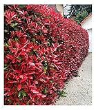 BALDUR Garten immergrün Photinia-Hecke 'Red Robin', 10 Pflanze Glanzmispel winterhart,...