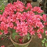 Kalash New Fresh 20 Stück rosa Bougainvillea-Blumensamen