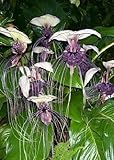 Tropica - Weiße Fledermausblume (Tacca integrifolia) - 10 Samen