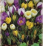 100 Botanische gemischte Krokusse Blumenzwiebeln Crocus krokus