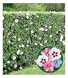 BALDUR Garten Winterharte Hibiskus-Hecke, 10 Pflanzen, Blüten essbar, bienenfreundlich,...