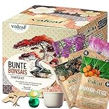 valeaf Bunte Bonsai Starter Set für deinen Bonsai Baum I Anzucht Set m. 4 Bonsai Samen u....