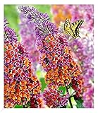 BALDUR Garten Buddleia Sommerflieder 'Flower-Power' Schmetterlingsflieder, 1...