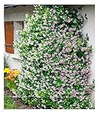 BALDUR Garten Duft-Jasmin 'Pink & Weiß',2 Pflanzen Trachelospermum jasminoides,...