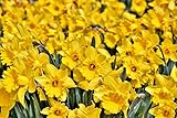 Narcis Geel 100 Stück Osterglocken Narzissen Blumenzwiebel