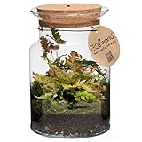 Ecoworld Jungle Corky Glas - Flaschengarten mit Licht - Mini Pflanzen Terrarium -...