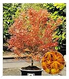 BALDUR Garten Japanischer Ahorn 'Katsura', 1 Pflanze, Acer palmatum Ahornbaum winterhart,...