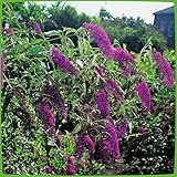 Schmetterlingsflieder Royal Red - Sommerflieder (Buddleja) Pflanze in dunkelrot...