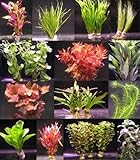 WFW wasserflora 6 verschiedene Bunde mit mehr als 40 Aquarium-Pflanzen - buntes...