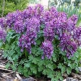 50 pcs lerchensporn samen - gartenblumen, winterharte pflanzen (Corydalis solida) pflanzen...