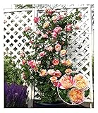 BALDUR-Garten Kletter-Rose Julie Andrieu® winterhart, 1 Pflanze, Gartenrose duftende...