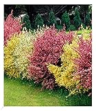 BALDUR Garten Ginster-Hecke 'Tricolor', 3 Pflanzen Cytisus praecox winterhart...