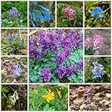 200 pcs lerchensporn samen - flower seeds, pflanzen für garten (Corydalis solida)...