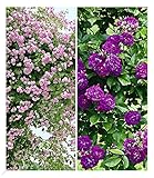 BALDUR Garten Rambler-Rosen-Kollektion blau und rosa, 2 Pflanzen Kletterrose...